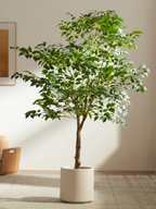 Grand Banyan Tree