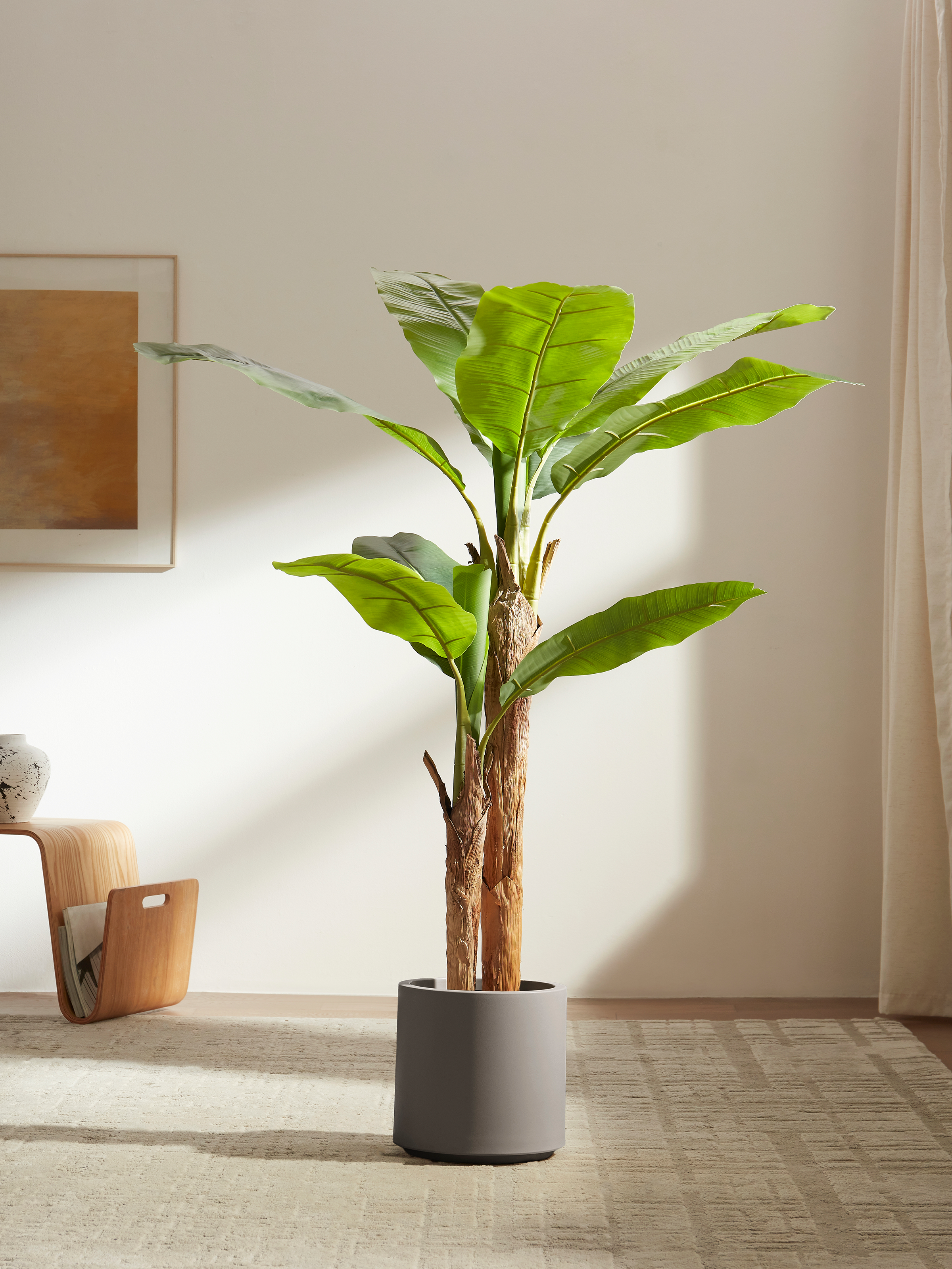 Bold Banana Tree for Sunlit Lofts with Huge Leaves