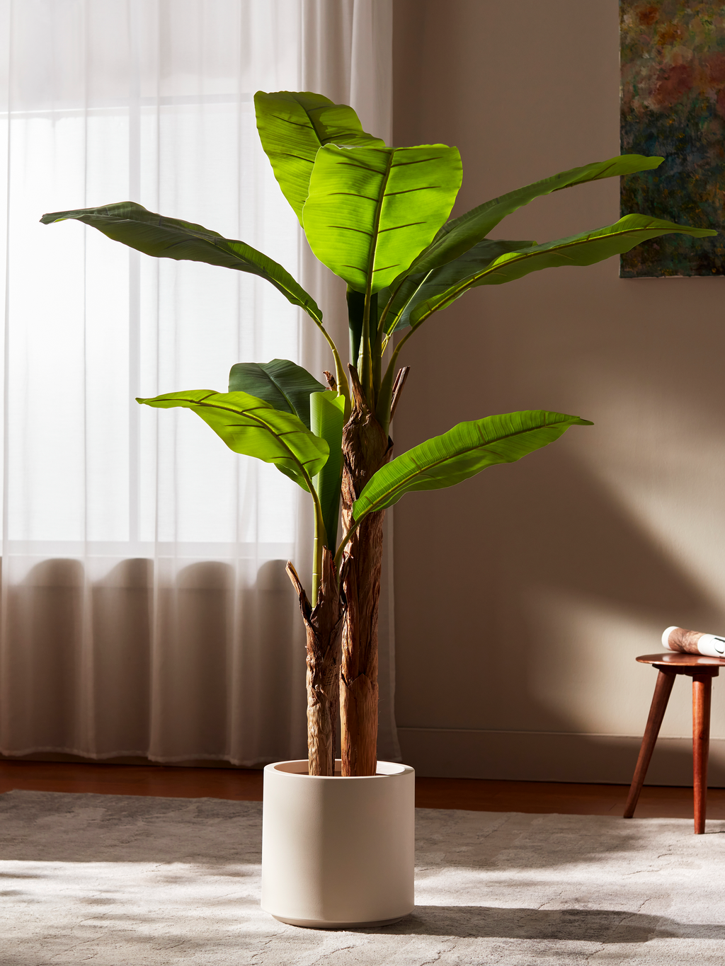 Bold Banana Tree for Sunlit Lofts with Huge Leaves
