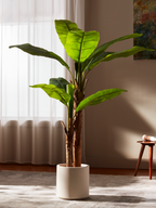 Bold Banana Tree for Sunlit Lofts with Huge Leaves