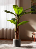 Bold Banana Tree for Sunlit Lofts with Huge Leaves