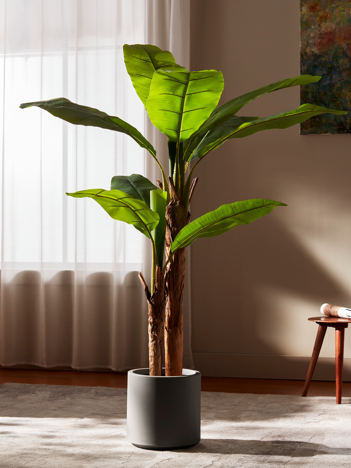 Bold Banana Tree for Sunlit Lofts with Huge Leaves