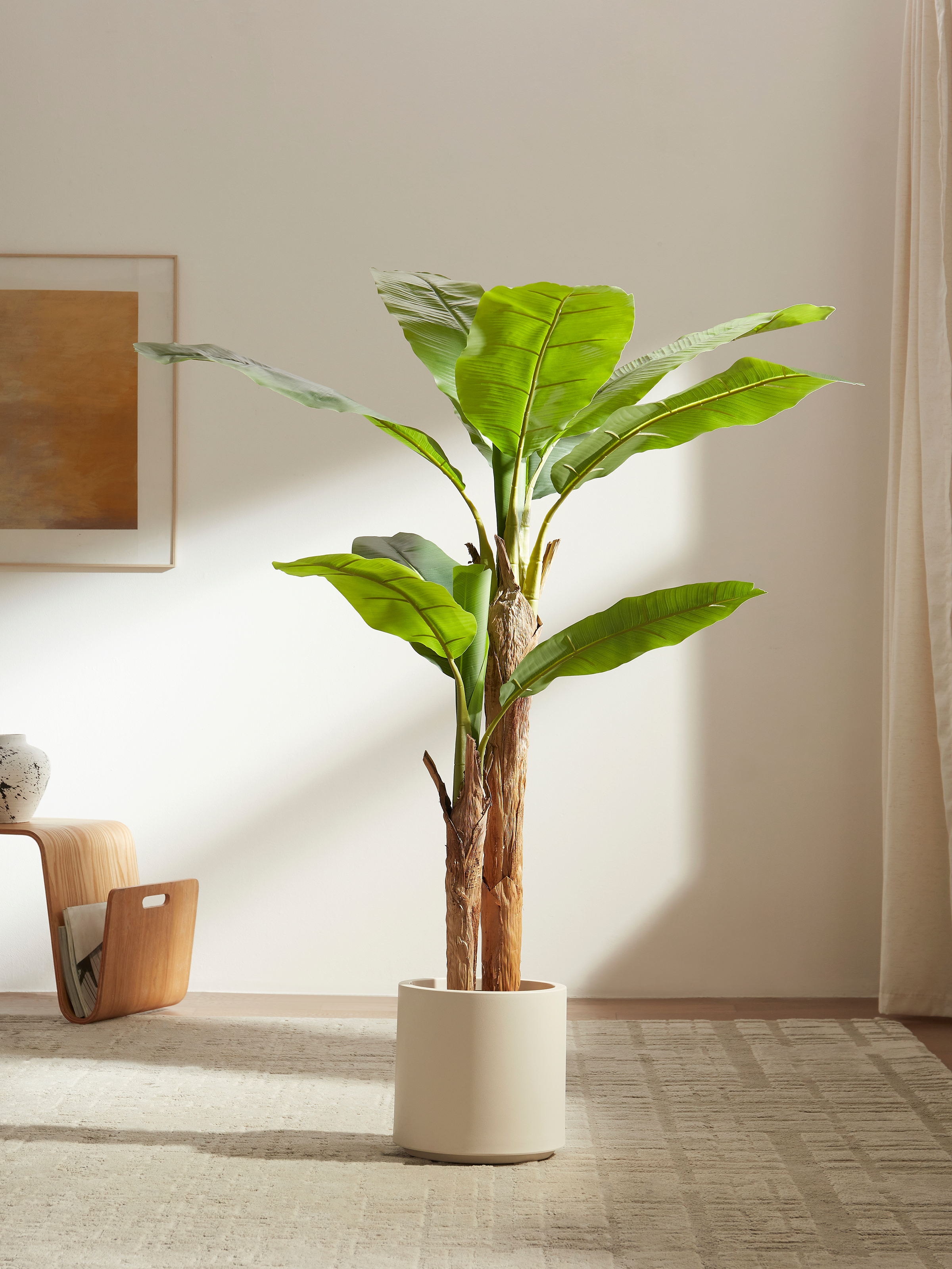 Bold Banana Tree for Sunlit Lofts with Huge Leaves