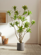 Chic Reflexa Tree for Modern Rooms with Arching Leaves