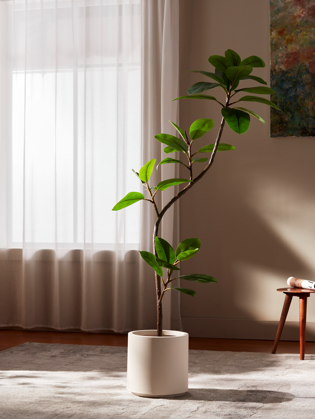 Serene Ficus Tree