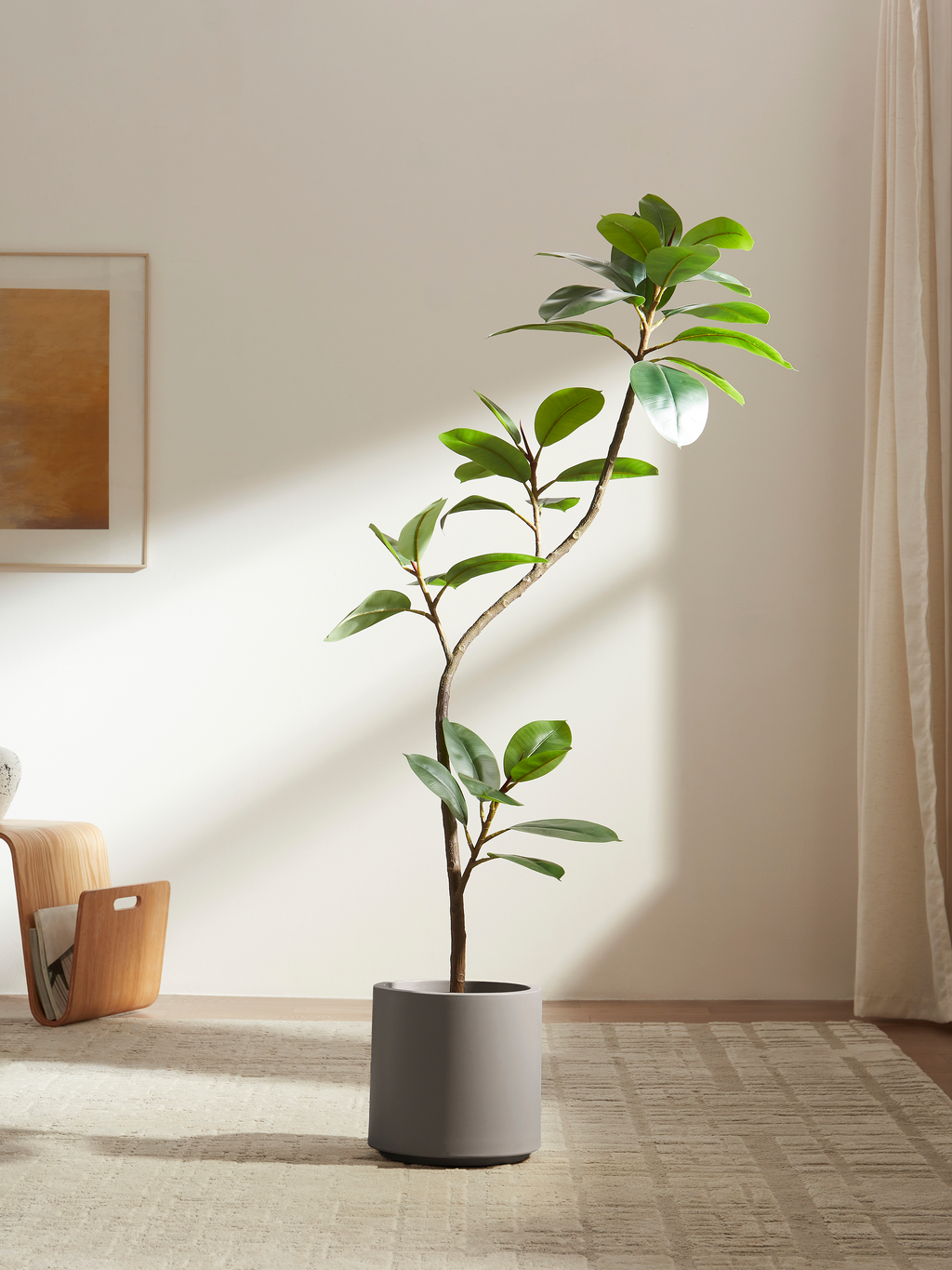 Serene Ficus Tree