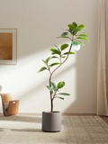 Serene Ficus Tree