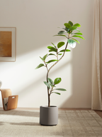 Serene Ficus Tree