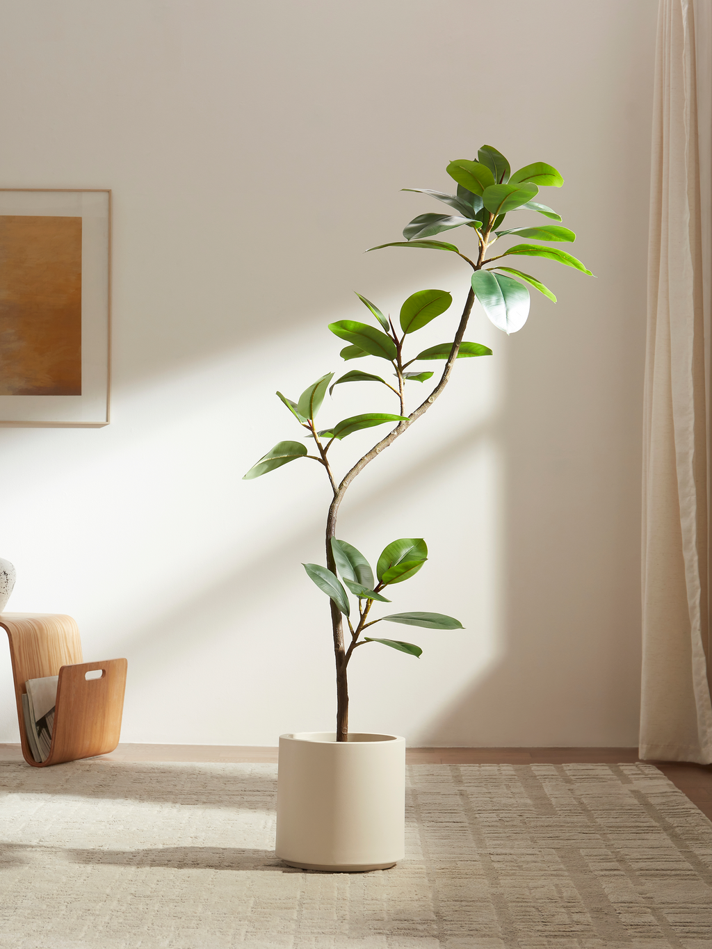 Serene Ficus Tree
