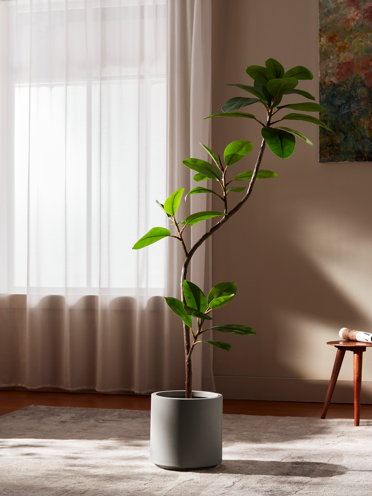 Serene Ficus Tree