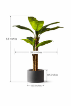 Bold Banana Tree for Sunlit Lofts with Huge Leaves
