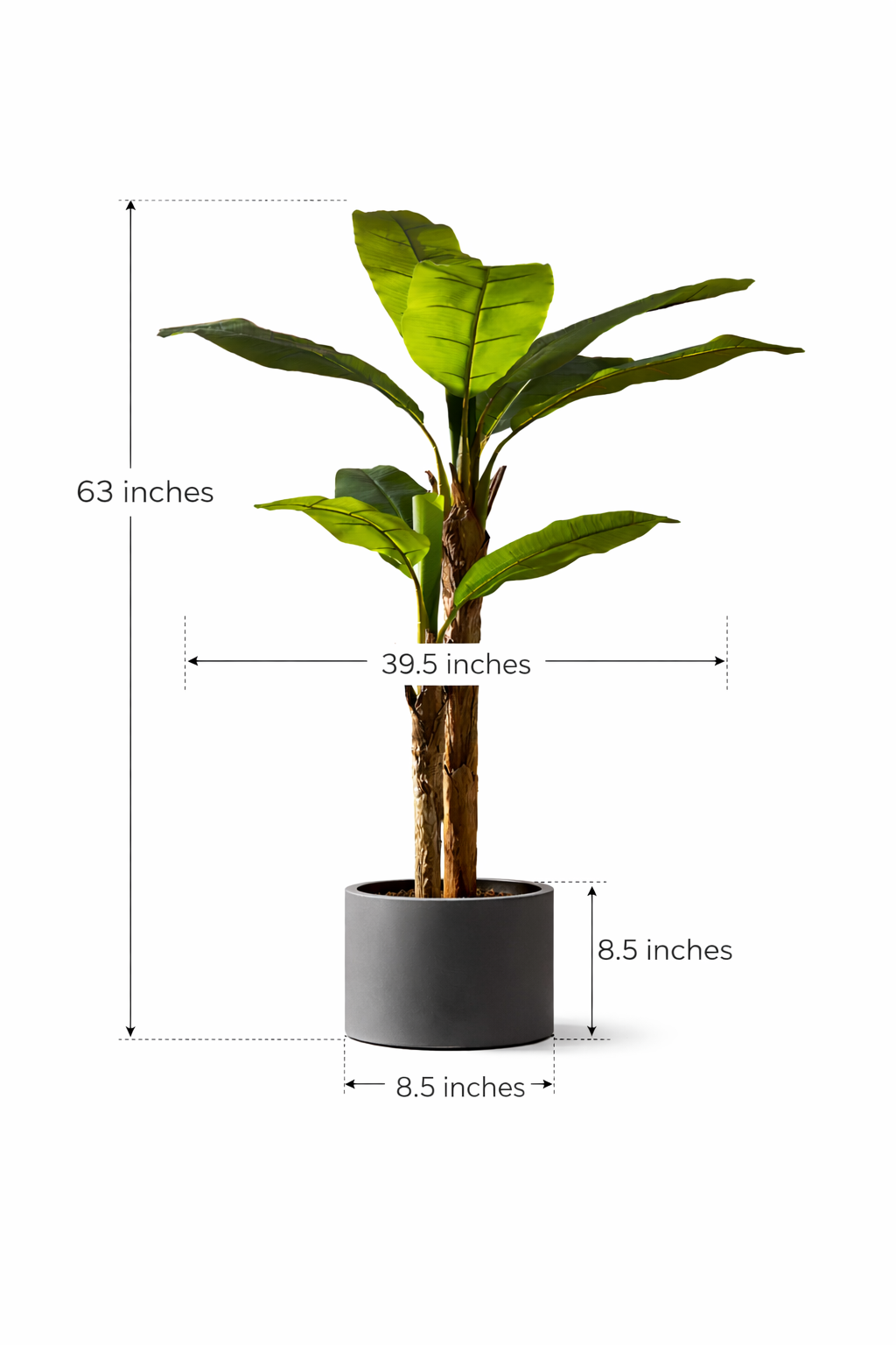 Bold Banana Tree for Sunlit Lofts with Huge Leaves