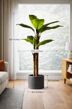 Bold Banana Tree for Sunlit Lofts with Huge Leaves