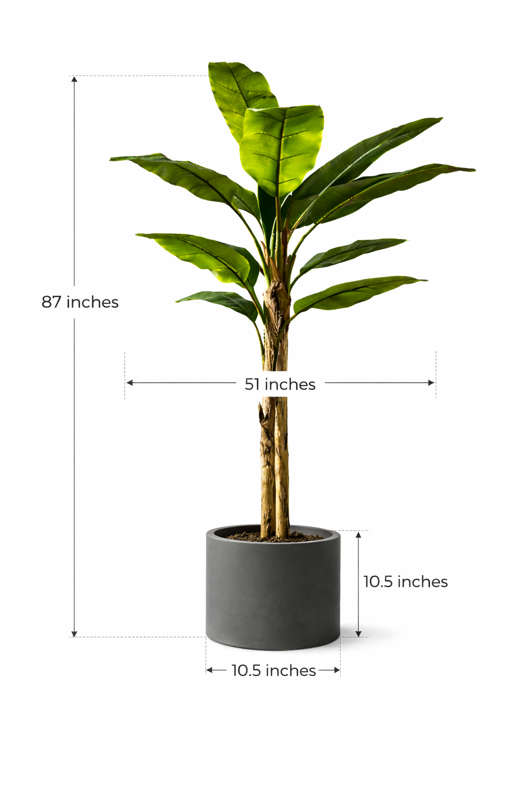 Bold Banana Tree for Sunlit Lofts with Huge Leaves