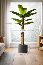 Bold Banana Tree for Sunlit Lofts with Huge Leaves