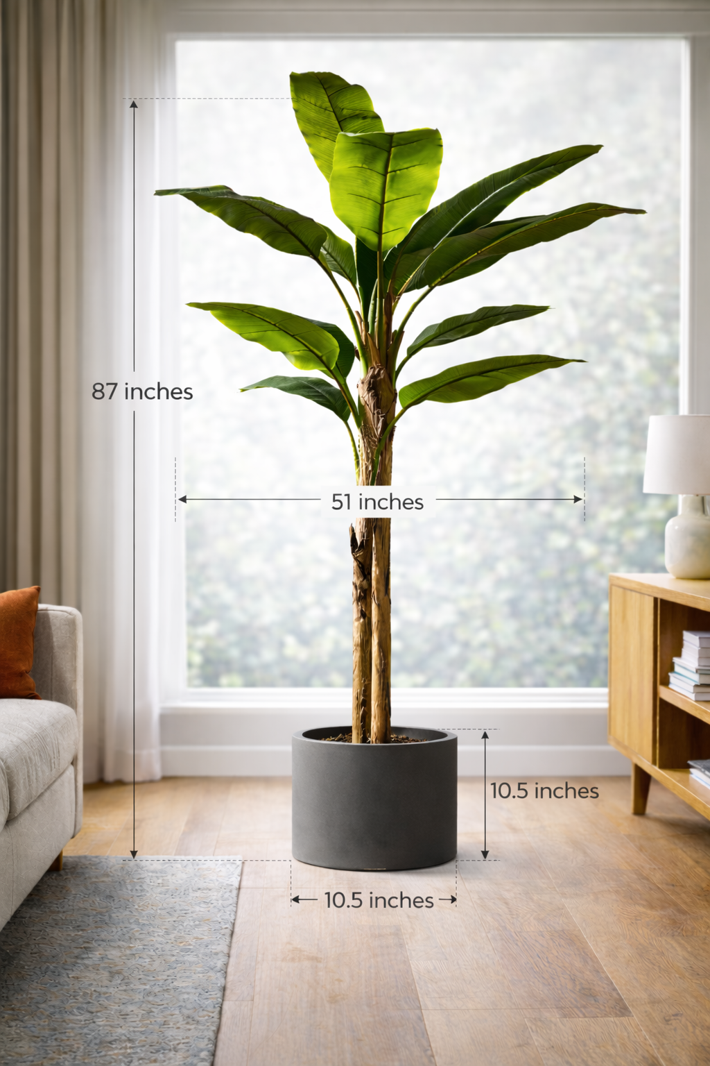 Bold Banana Tree for Sunlit Lofts with Huge Leaves