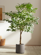 Grand Banyan Tree