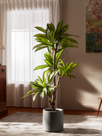 Sculptural Ironwood Tree