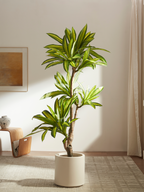 Sculptural Ironwood Tree