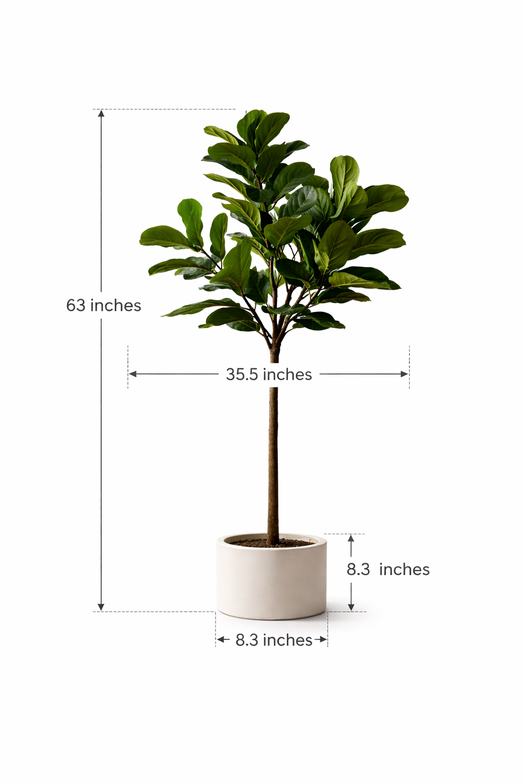 Ravellora Fiddle Leaf Fig Tree