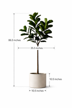 Ravellora Fiddle Leaf Fig Tree