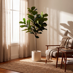 Bold Ficus Fiddle Tree in a bright modern living room