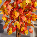 Fall Ficus branch and leaf detail with fall color