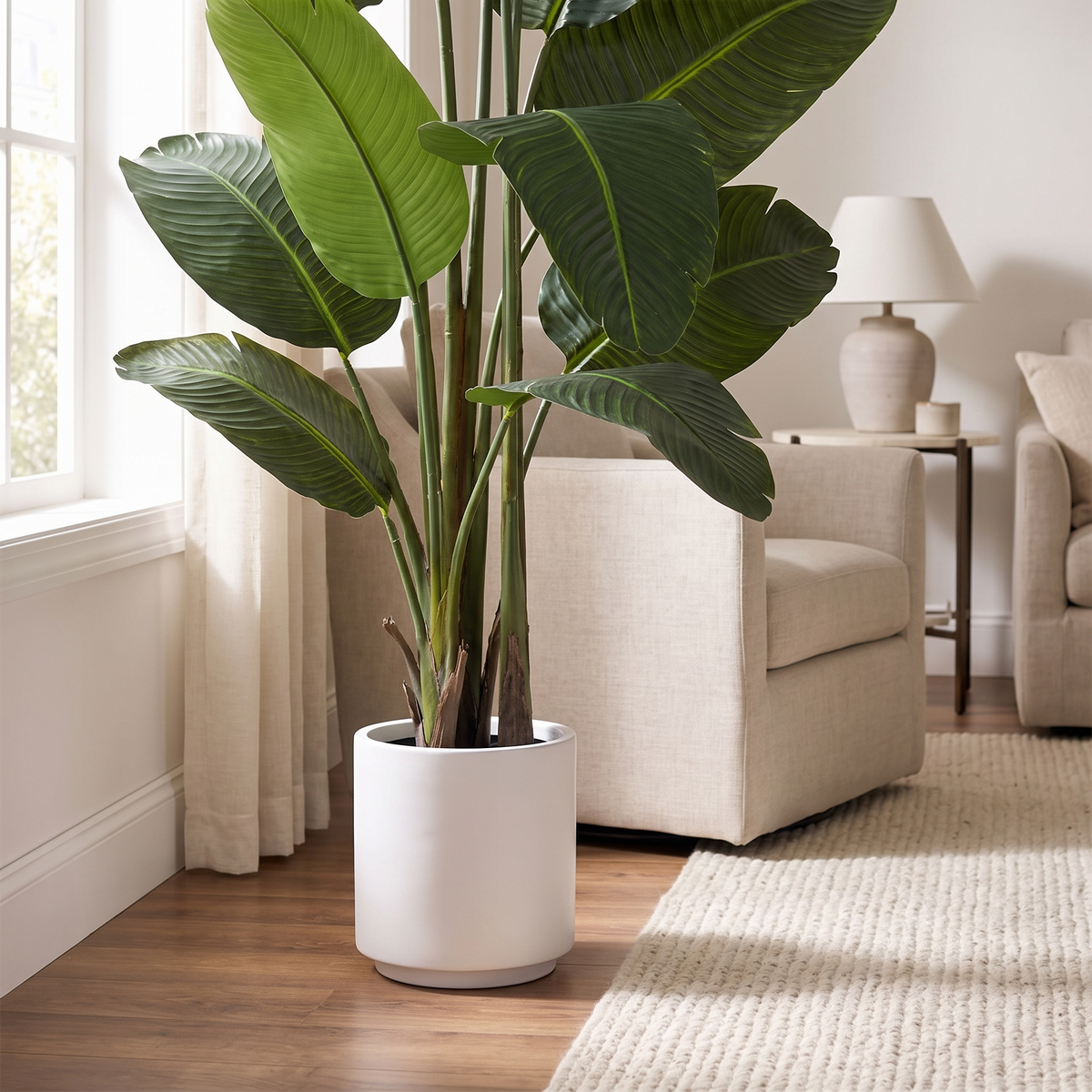 Traveler's Palm in white planter styled in living room