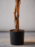 Fall Ficus Tree In Maple trunk and base detail