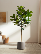 Ravellora Fiddle Leaf Fig Tree
