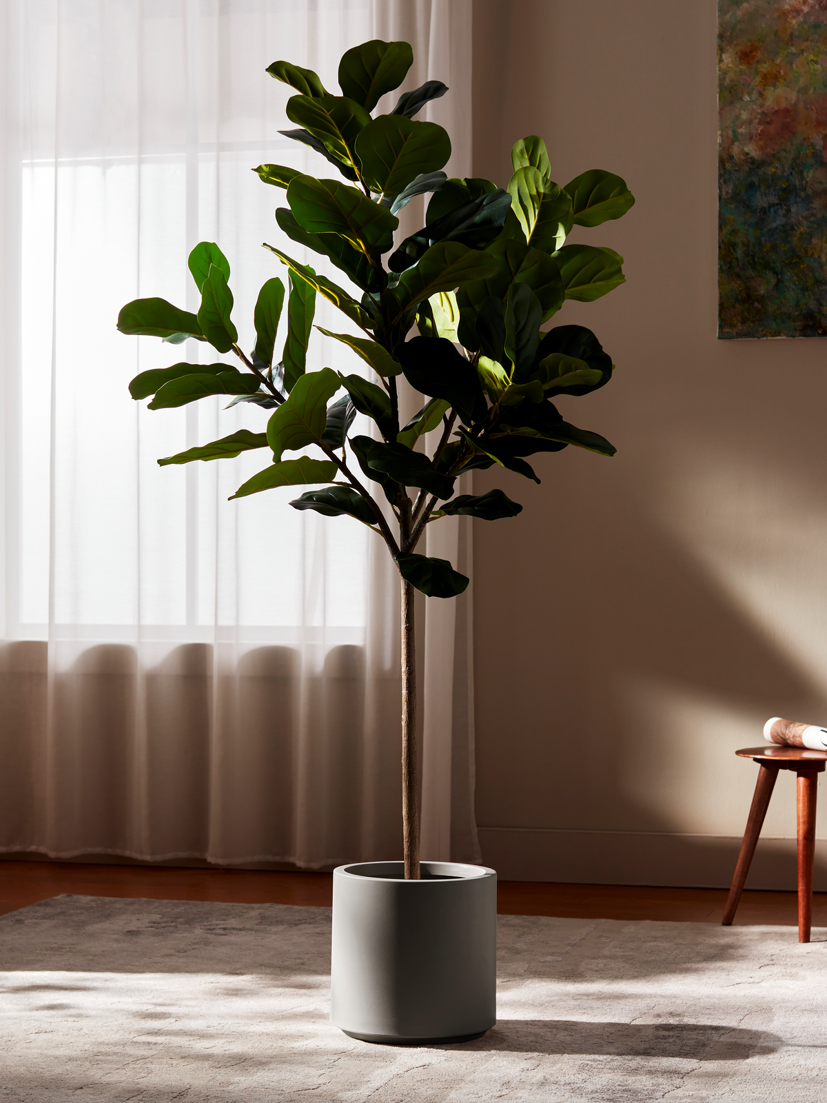 Ravellora Fiddle Leaf Fig Tree