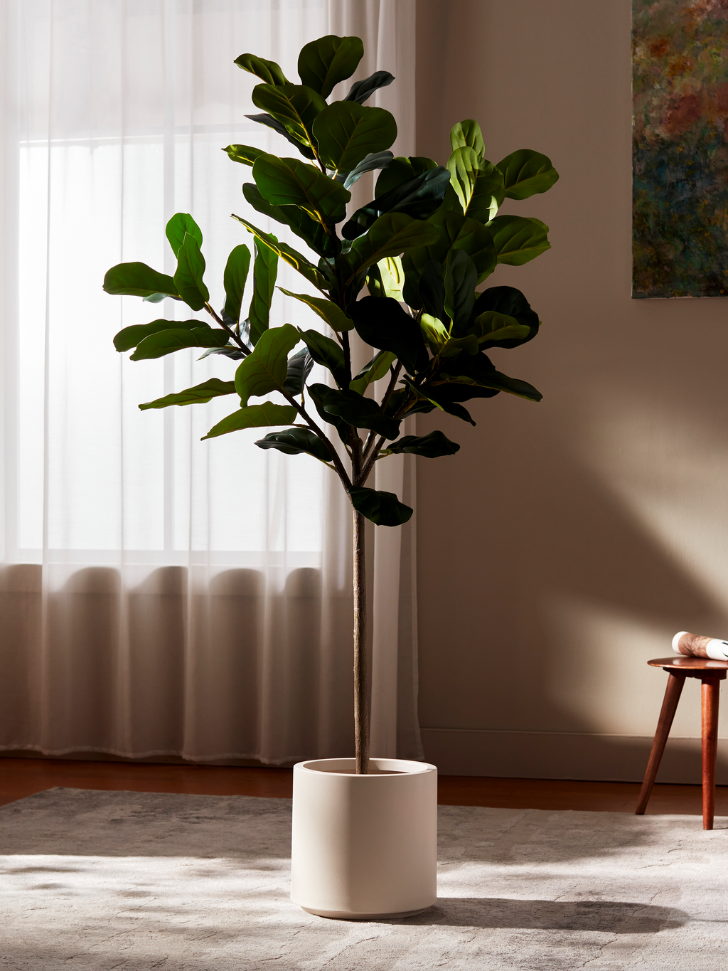 Ravellora Fiddle Leaf Fig Tree