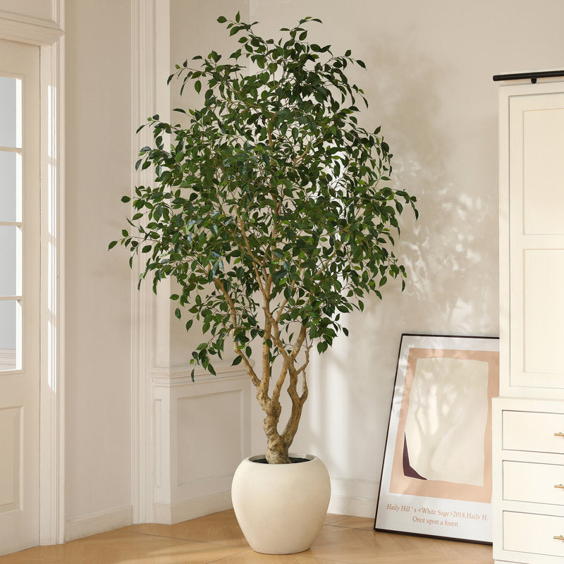 Adcock 8' H Artificial Ficus Tree in 18" White Planter