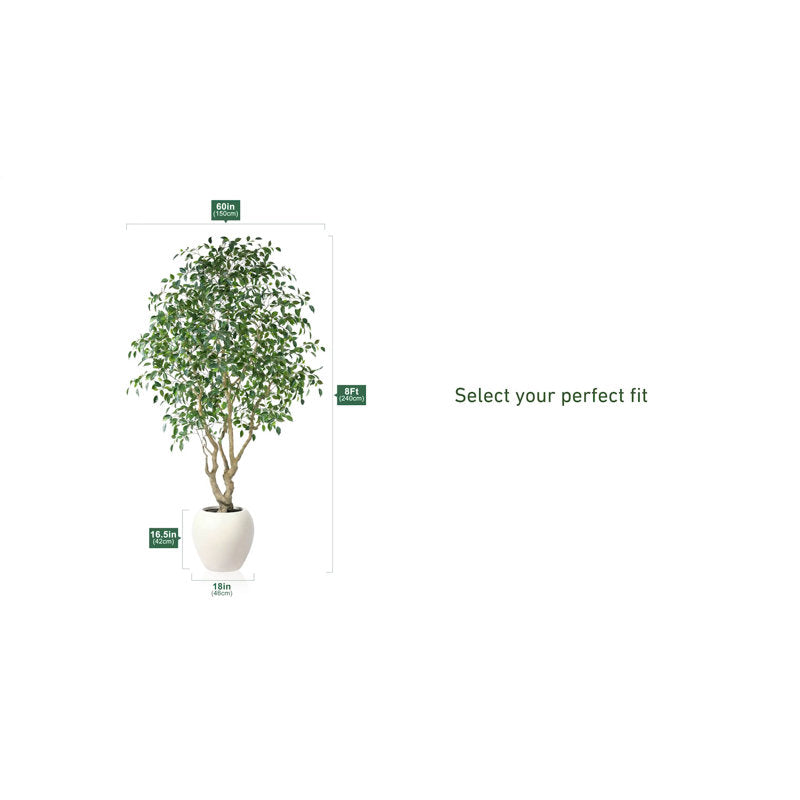 Adcock 8' H Artificial Ficus Tree in 18" White Planter