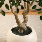 Adcock 8' H Artificial Ficus Tree in 18" White Planter