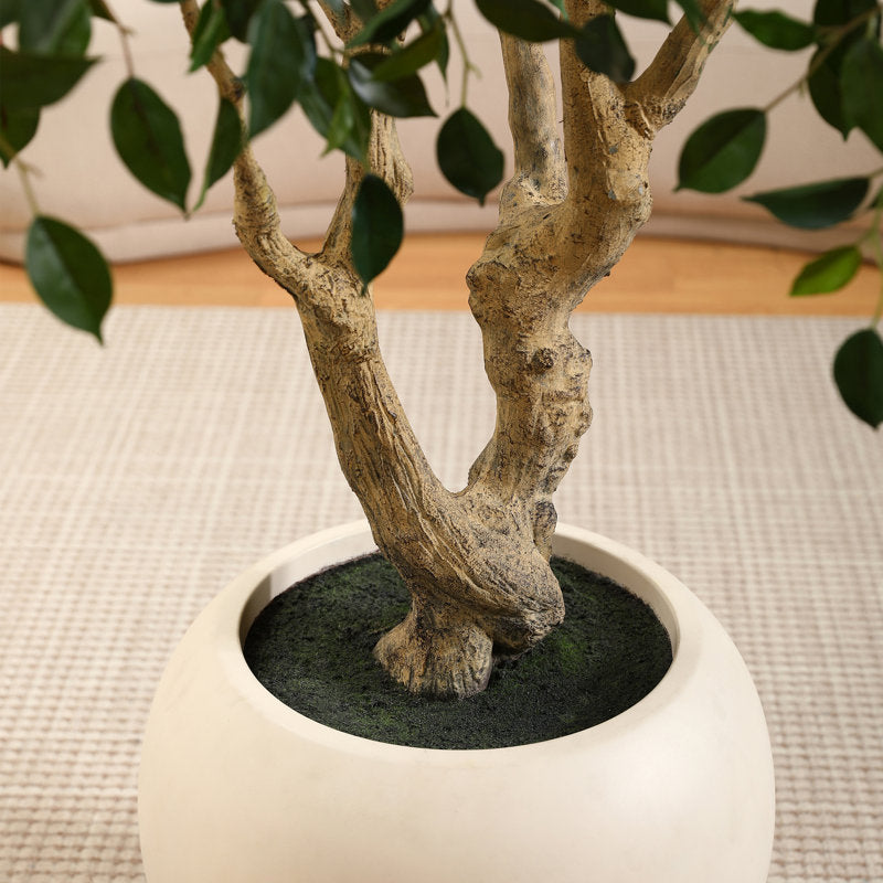 Adcock 8' H Artificial Ficus Tree in 18" White Planter