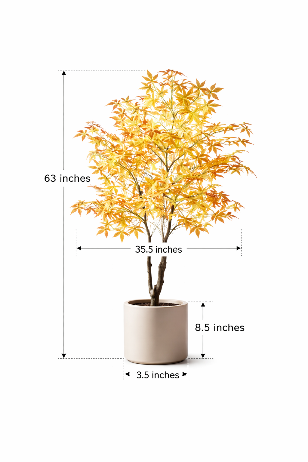Warm Heritage Maple Tree for Offices with Fine Leaves