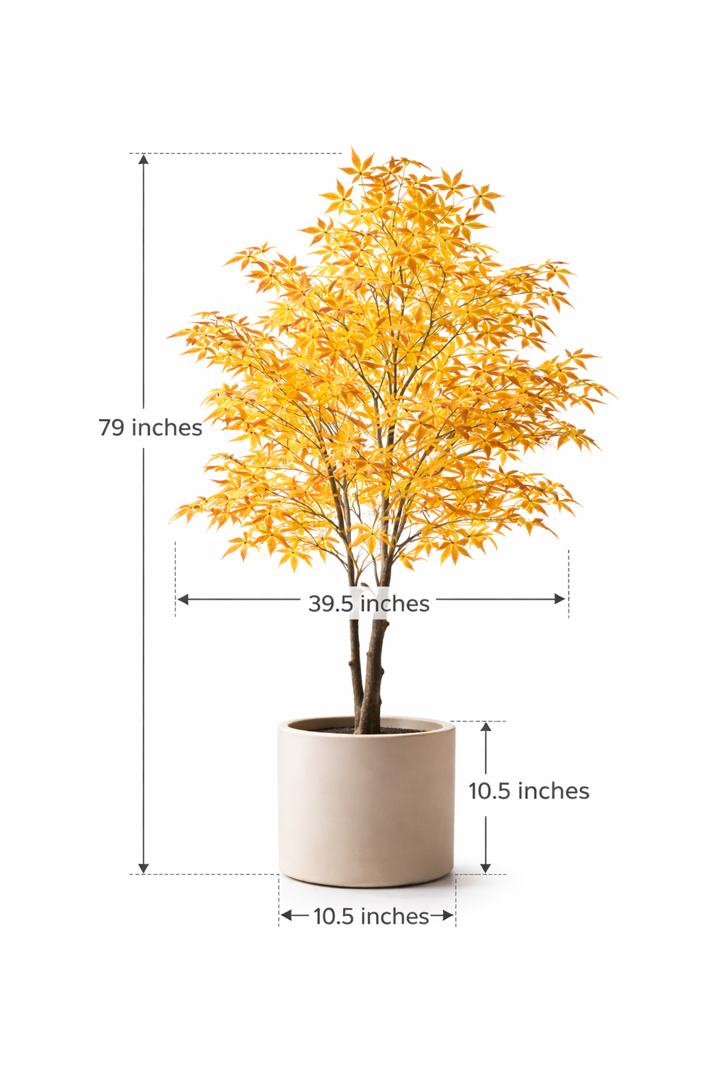 Warm Heritage Maple Tree for Offices with Fine Leaves